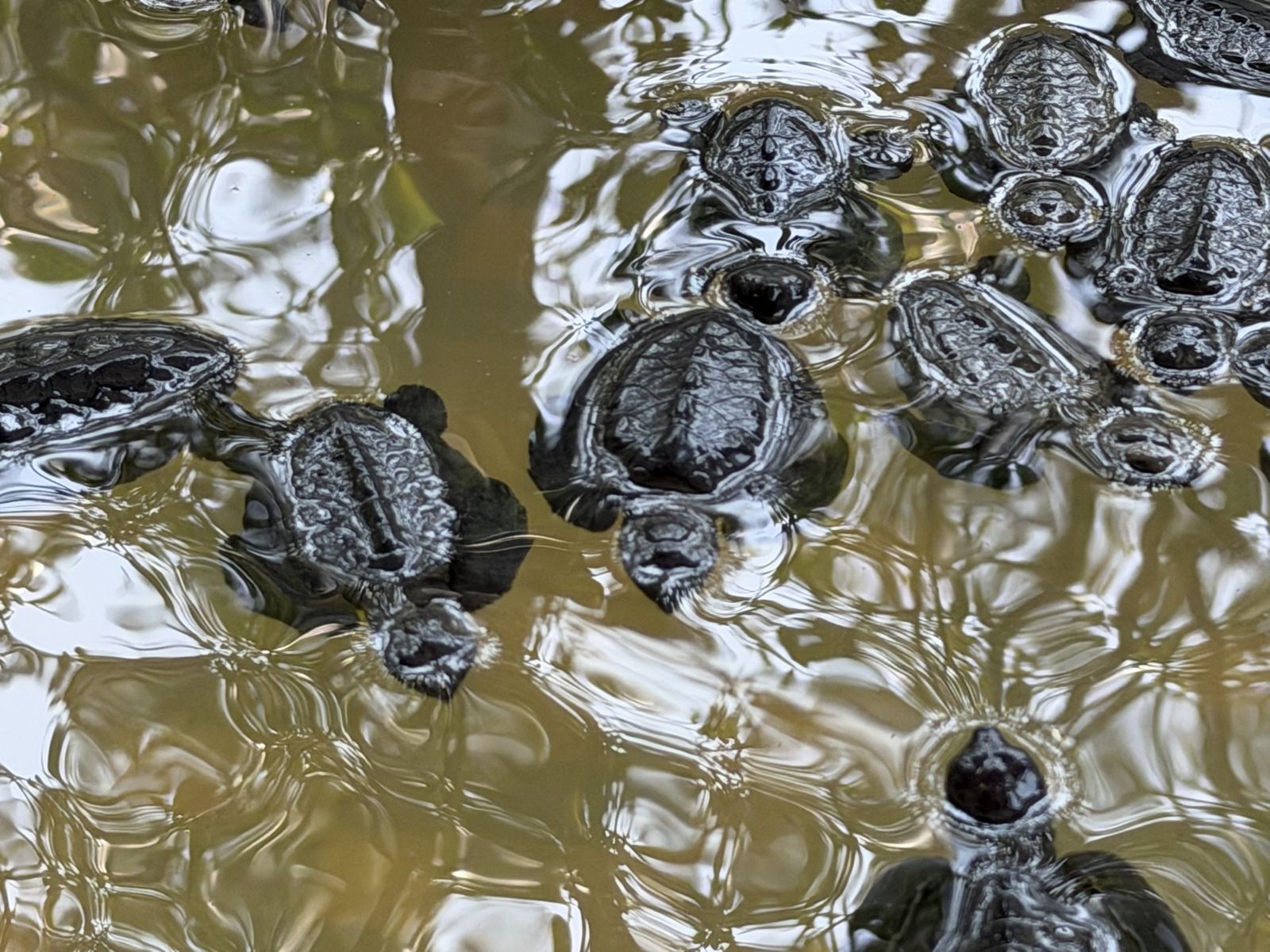 Sea turtle hatchlings swimming at the surface of a nursery pool