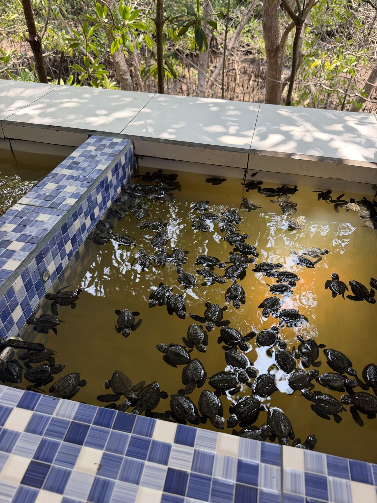 Dozens of turtle hatchlings in a tiled nursery pool at the center