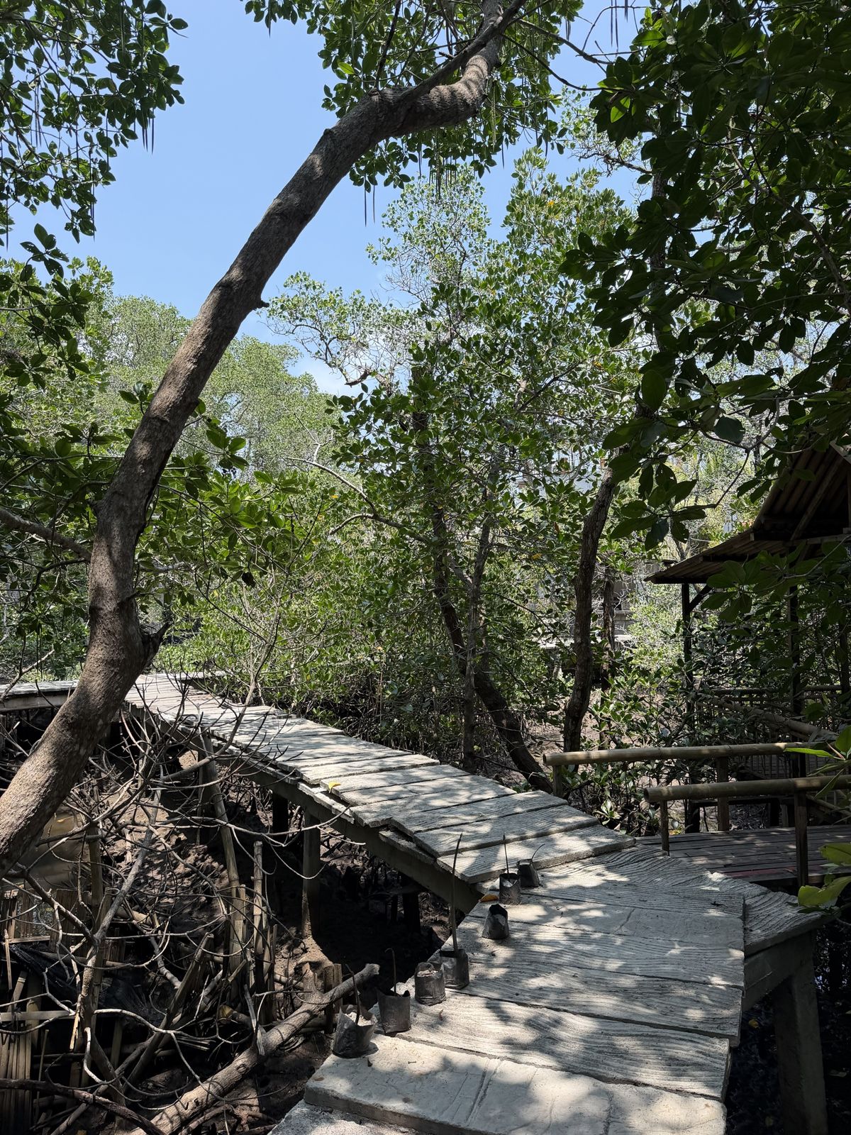 Wooden boardwalk crossing the mangrove forest of Pudut Island