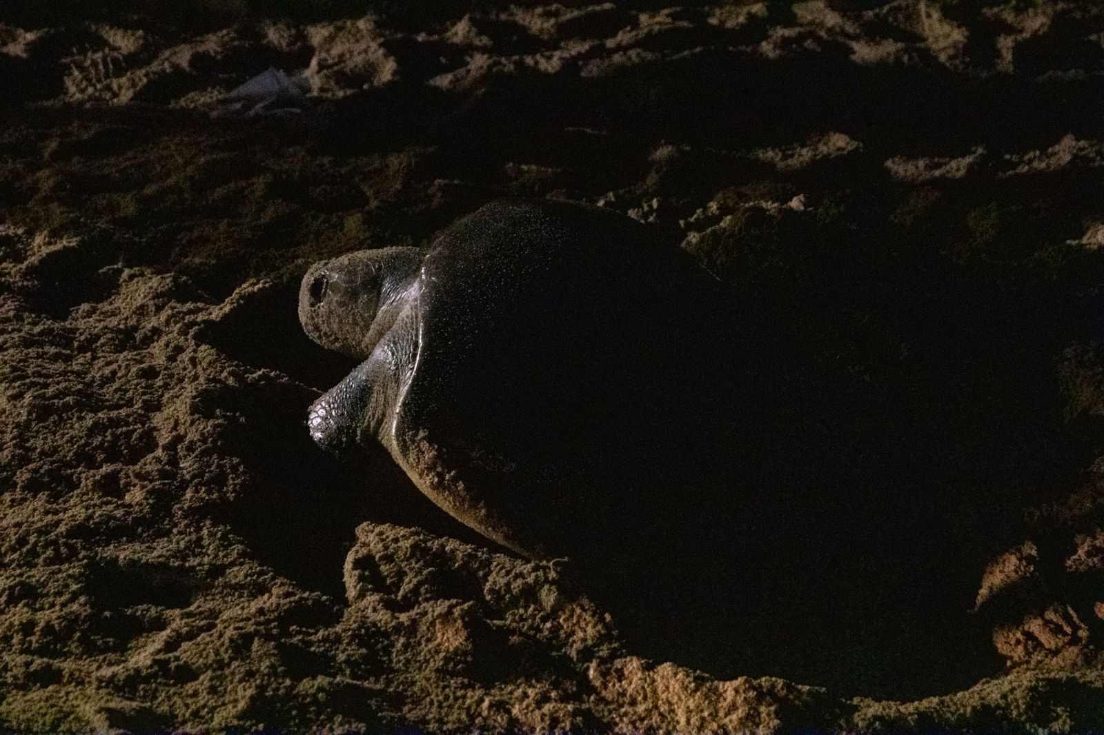 A female sea turtle laying her eggs on the beach at night