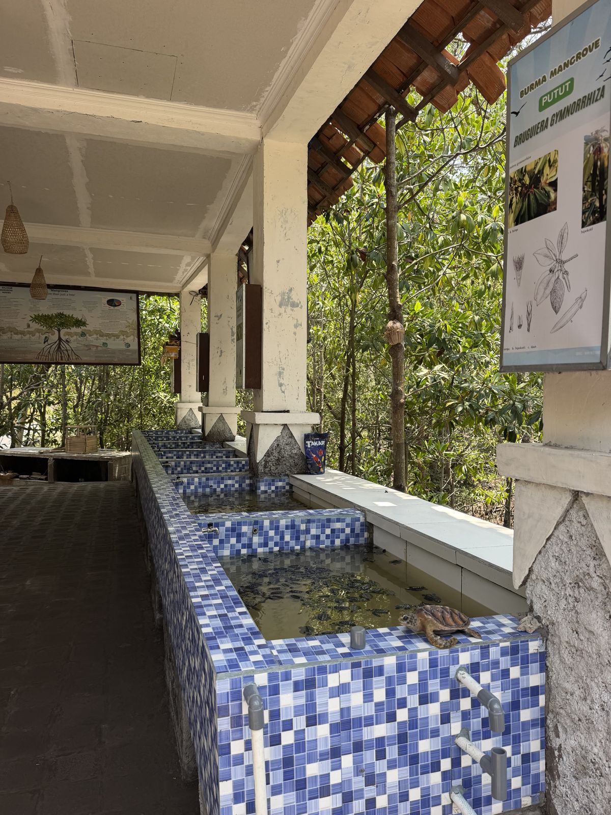 Hatchling pools under a covered terrace in the mangrove