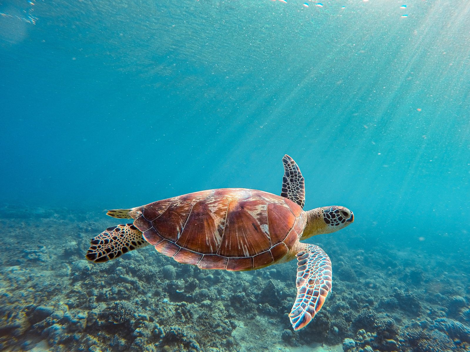 A sea turtle swimming over a coral reef