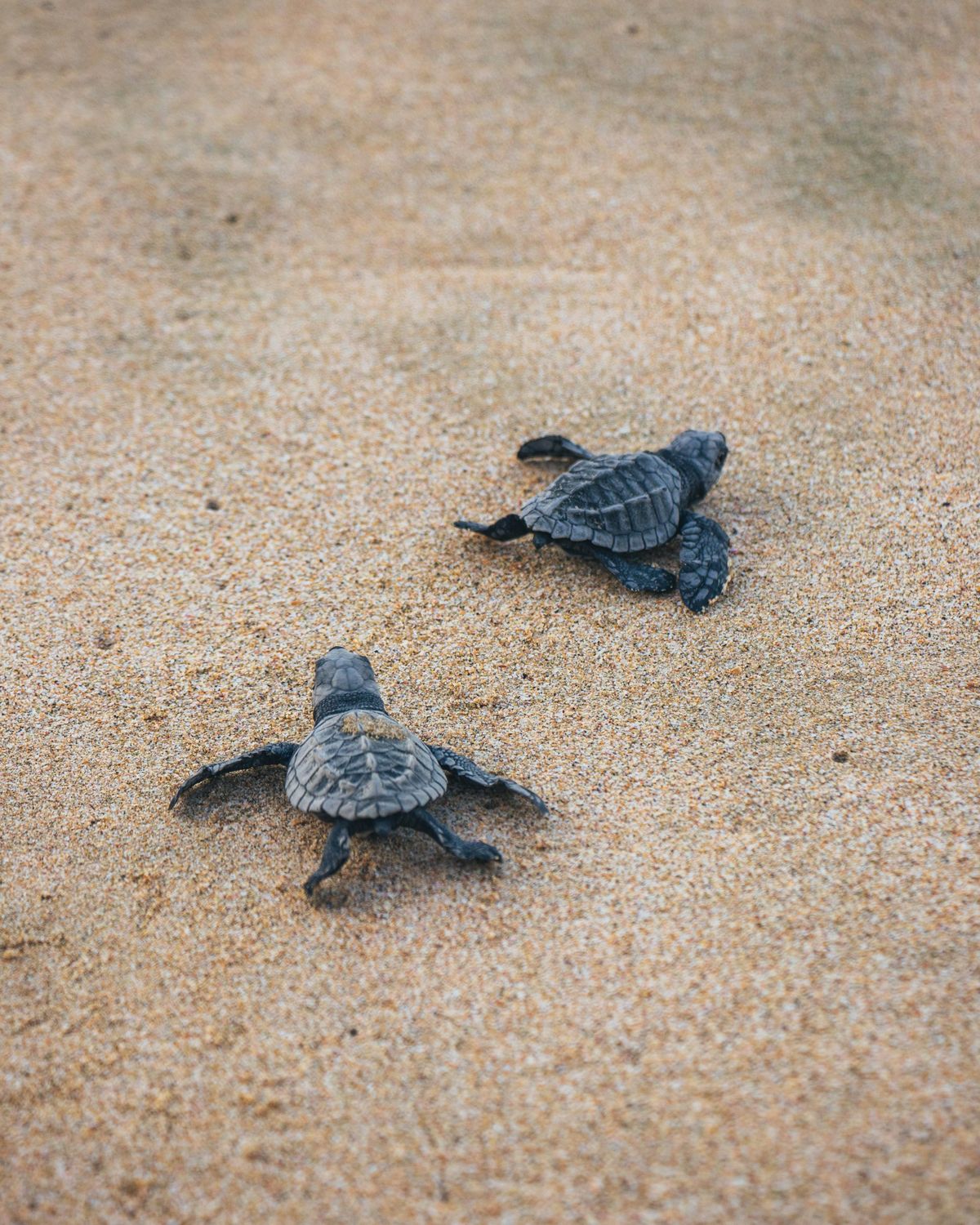 Two hatchlings on the sand