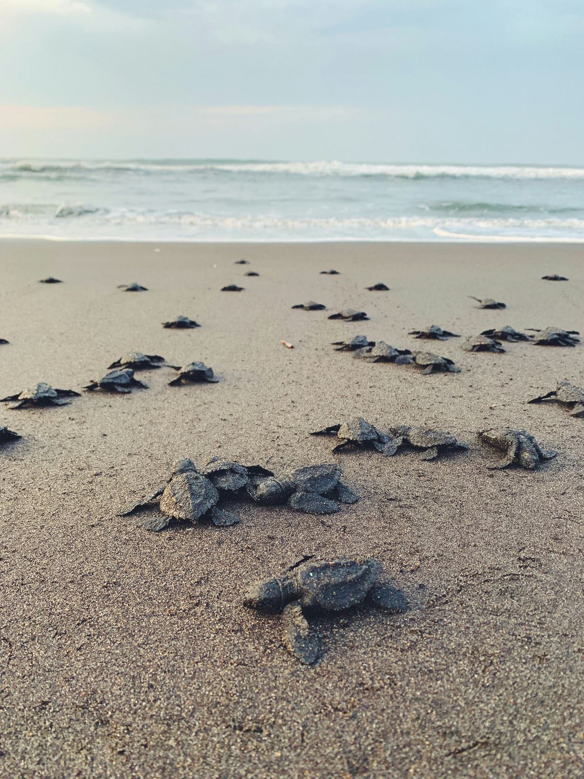 Hatchlings crawling across the sand towards the sea