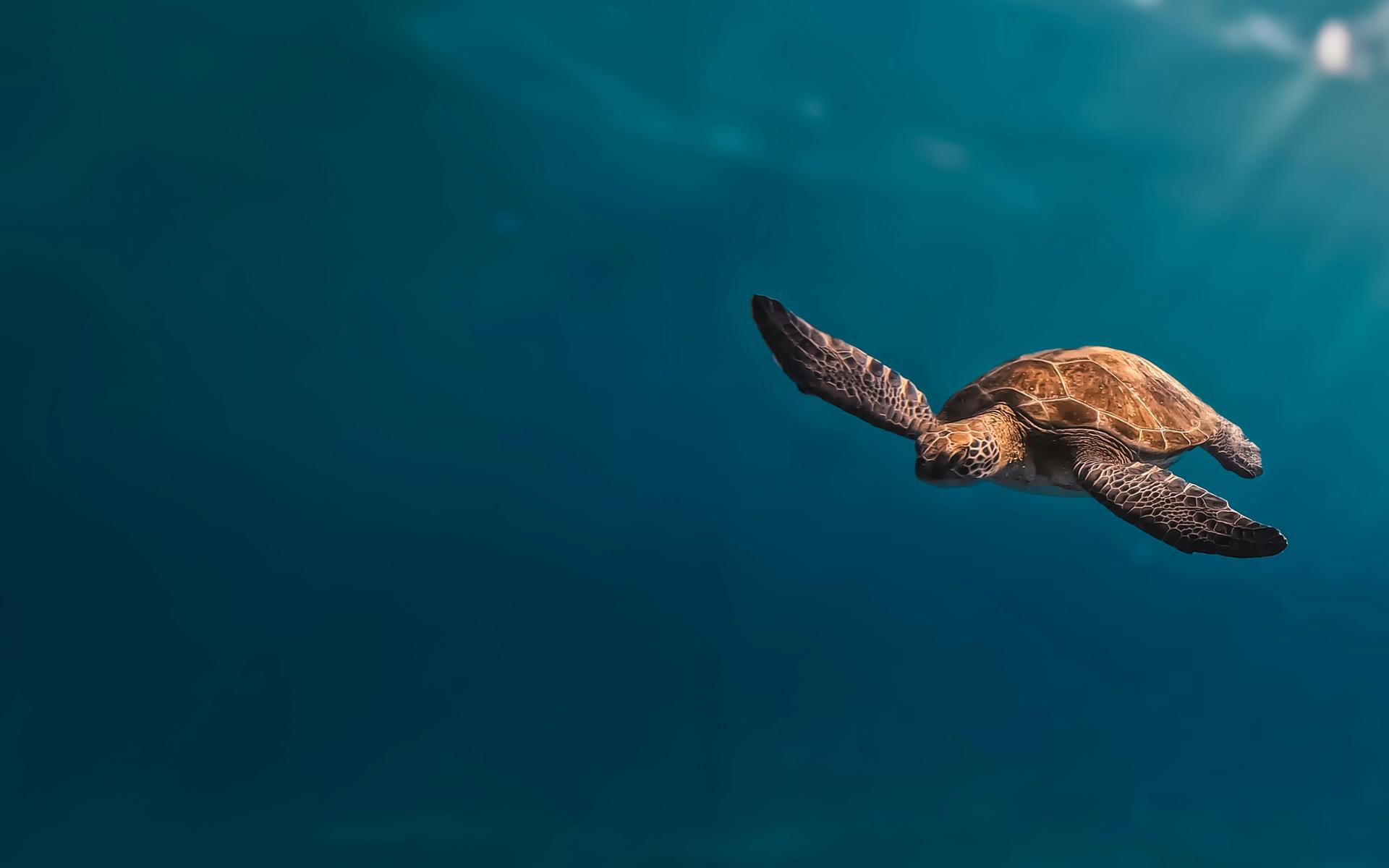 A sea turtle swimming through sunlit blue water