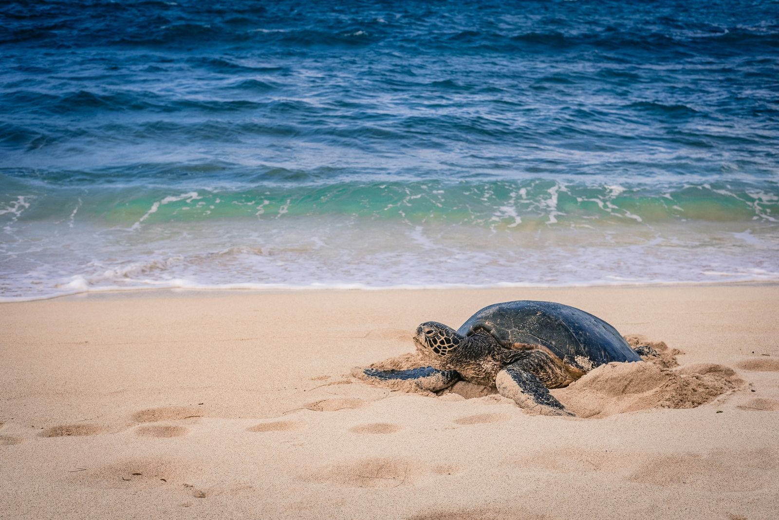 A sea turtle on a sandy beach at the water's edge
