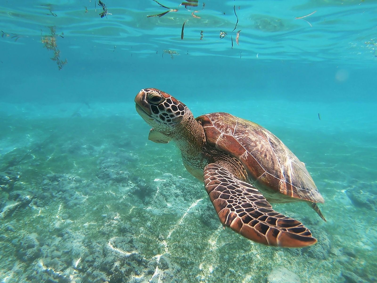 A sea turtle swimming in clear, shallow water